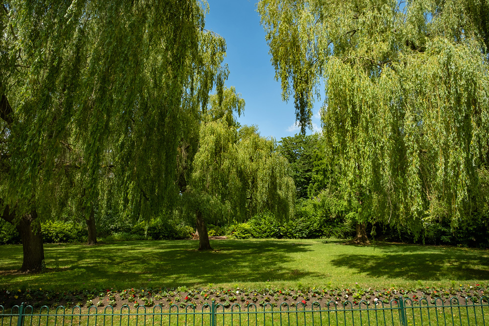 Willows Weeping